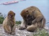 знаменитые вредные мартышки знаменитые вредные мартышки