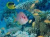 подводный мир подводный мир