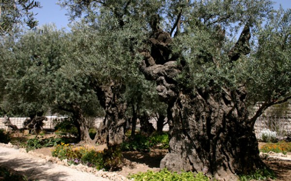 Оливы Гефсиманского сада. Иерусалим