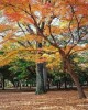 Удивительные парки Токио