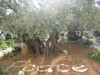 К вопросу о возрасте деревьев в Гефсиманском саду