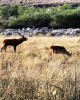 Охота в Сантьяго-дель-Эстеро