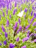 Lavender  Fields - Day Tour to Prince Edward County