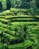 Частный тур на Бали